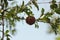 small ripening red delicious pomegranate fruit hanging on it's own on a tree branch