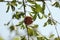 small ripening red delicious pomegranate fruit hanging on it's own on a tree branch