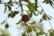 small ripening red delicious pomegranate fruit hanging on it's own on a tree branch