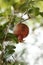 small ripening red delicious pomegranate fruit hanging on it's own on a tree branch