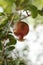 small ripening red delicious pomegranate fruit hanging on it's own on a tree branch