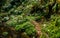 Small river at Botanical Garden of Ribeira do Guilherme, São Miguel Island