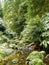 Small river at Botanical Garden of Ribeira do Guilherme, São Miguel Island