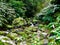 Small river at Botanical Garden of Ribeira do Guilherme, São Miguel Island