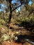 Small river creek flowing through forest in Lesmurdie Falls National Park, Western Australia