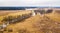 Small river with dry trees without leaves in winter / early spring aerial view