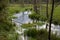 A small river at the edge of the forest. Wetlands and swamps near the river.