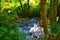 Small river falling through green forest full of vegetation. Pure nature