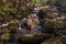 Small river flowing over rocks at Glenarriff Woods Reserve, Ireland, part of the Ring of Kerry, long exposure to smooth out the