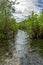 A small river is flowing quickly from springs among the lush vegetation