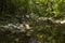 Small river in forest of Paklenica Nationalpark Croatia