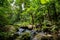 A small river in the green dense jungle