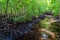 Small river in Mangrove forest, Zanzibar. Tropical forest in mud. Jozani forest