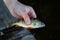 Small river perch alive in the hands of a teenage