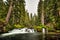 Small river and a short waterfall over mossy rocks between tall evergreen trees in Oregon