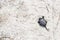 Small river turtle on a sandy background. Natural backgrounds. Animal world.