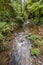 Small river in the wild forest.