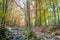 Small river, woods autumn, Ardens, Wallonia, Belgium