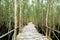 Small road bending through the Melaleuca forests in the ecotourism.