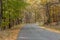 Small road curving its way through an autumn forest