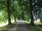 Small road with old oak trees and lindens.