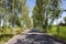 Small road in rice field with eucalyptus tree at countryside