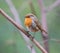 Small Robin (Erithacus rubecula) perched on a close branch