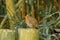 Small Robin Red Breat bird
