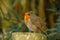 Small Robin Red Breat bird