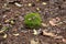 Small rock on the ground covered in moss