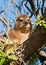 Small Rock hyrax perched on a leafy green tree branch surrounded by a natural wooded environment