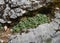 Small rock plant between two stones