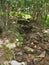 Small, Rocky Stream along Cabin Creek Trail Grayson Highlands State Park