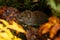 A small rodent Bank vole, Myodes glareolus in a colorful Estonian boreal forest.