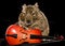 Small rodent with cello