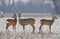 Small roe deer herd in winter