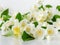 Small roll-on bottle with essential jasmine oil tincture, infusion, perfume on the white background. Jasmine flowers close up.