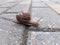 Small Roman or Burgundy snail (Helix pomatia) with light brownish shell crawling and crossing a brick pathway in summer