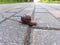 Small Roman snail or Burgundy snail (Helix pomatia) with light brownish shell crawling and crossing a brick pathway