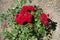 Small rose bush with red flowers