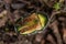 small rose chafer beetle (cetonia aurata) covered with tiny dewdrops in the middle of the forest