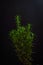 Small rosemary plant on a black background