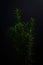 Small rosemary plant on a black background