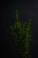 Small rosemary plant on a black background