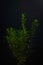 Small rosemary plant on a black background