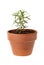 Small rosemary plant in clay pot