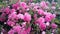 Small roses pink flowers blossomed garden nature