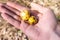 Small Rotten and Moldy apples fruit on the mans hand. Bad conditions of preservation. Close up, Spoiled  harvest food. Fungus