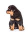Small rottweiler puppy looking away. on white background