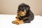 A small rottweiler puppy,Puppy, small dog, future defender,Pet, friend, companion, protector